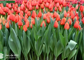 Tulipa Cadans ® (1)